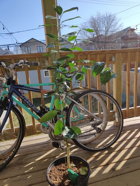 State bicycle co. Delphin